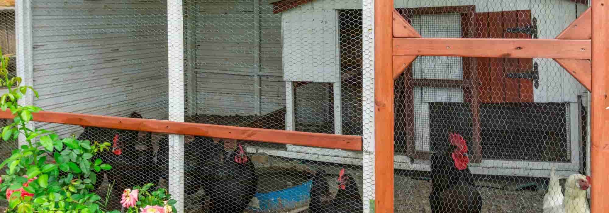 Properly cleaning your chicken coop