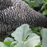 How to protect your vegetable garden from chickens?