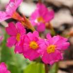 8 primroses with exceptional flowering