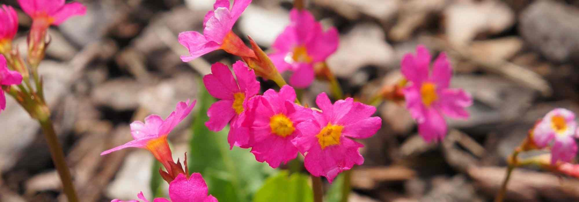 8 primroses with exceptional flowering