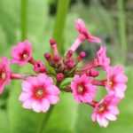8 pink primroses to grow in the garden