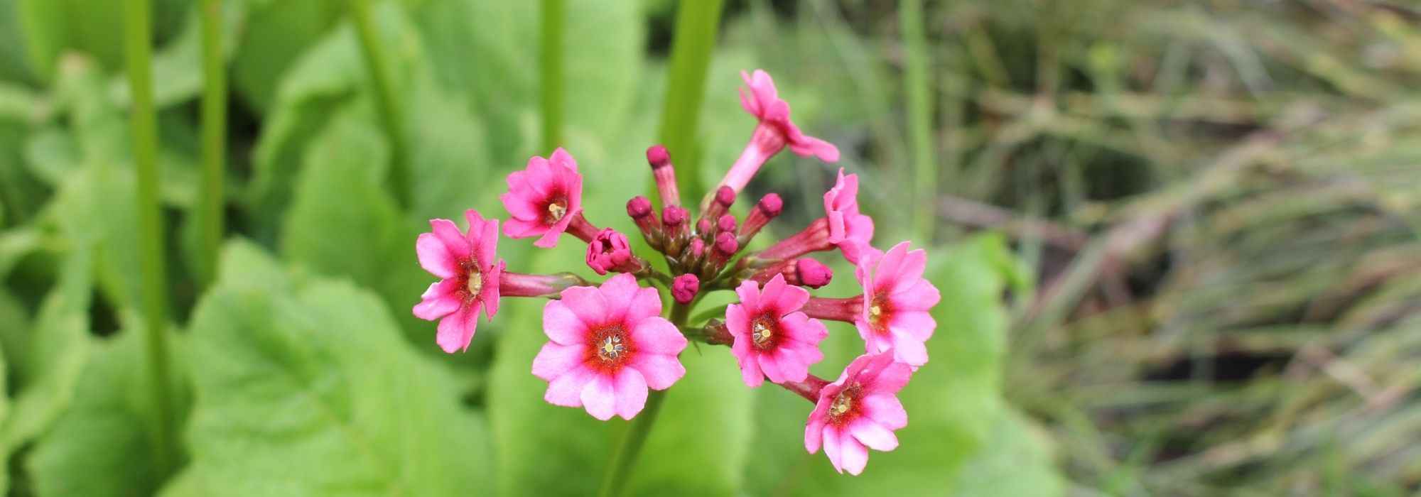 8 pink primroses to grow in the garden