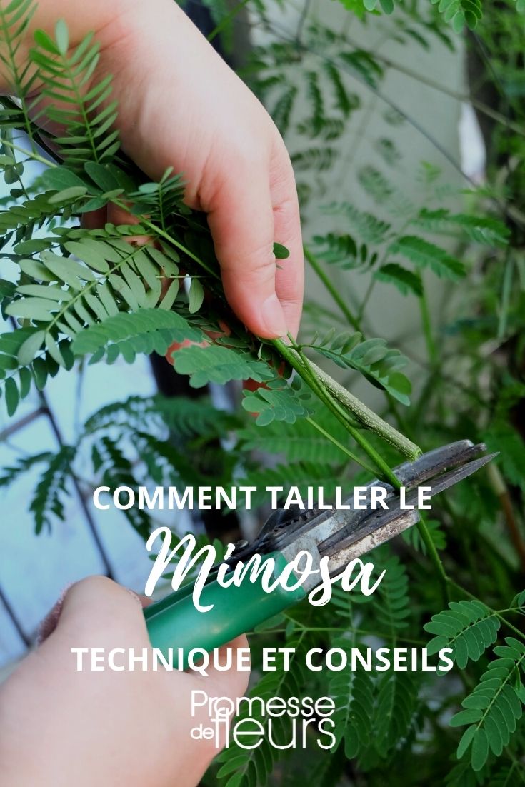 Pruning the Mimosa