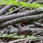 A pile of branches or dead wood for garden wildlife