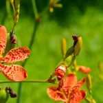 9 rare and collectible perennials