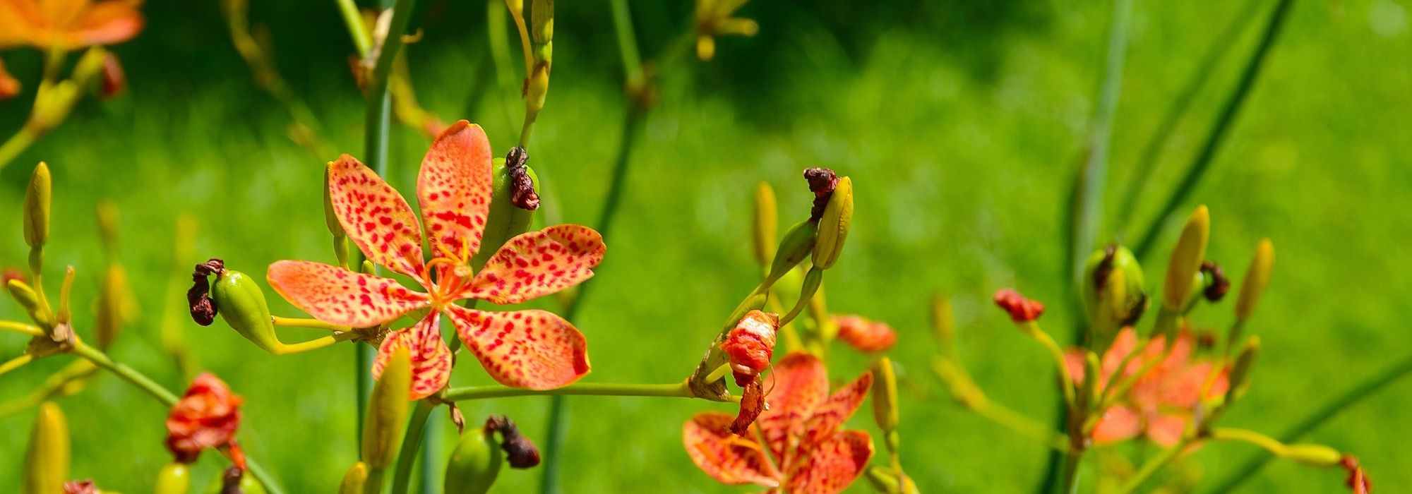 9 rare and collectible perennials