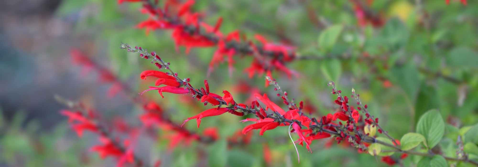 8 red-flowered perennials to ignite your garden