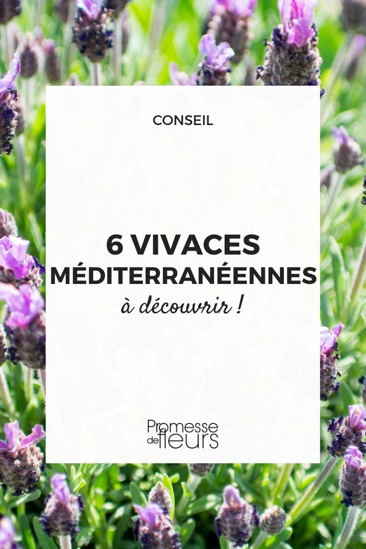 Mediterranean perennials Mediterranean Perennial Plants