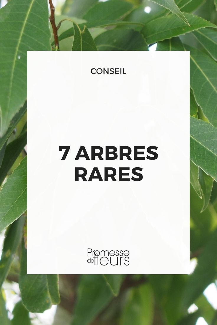 7 Rare Trees 7 Rare Trees
