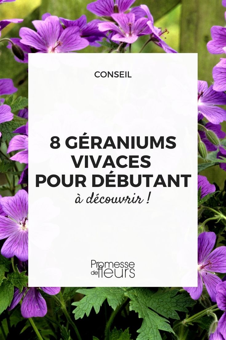 8 Perennial Geraniums for Beginners Easy-to-Grow Perennial Geraniums in the Garden