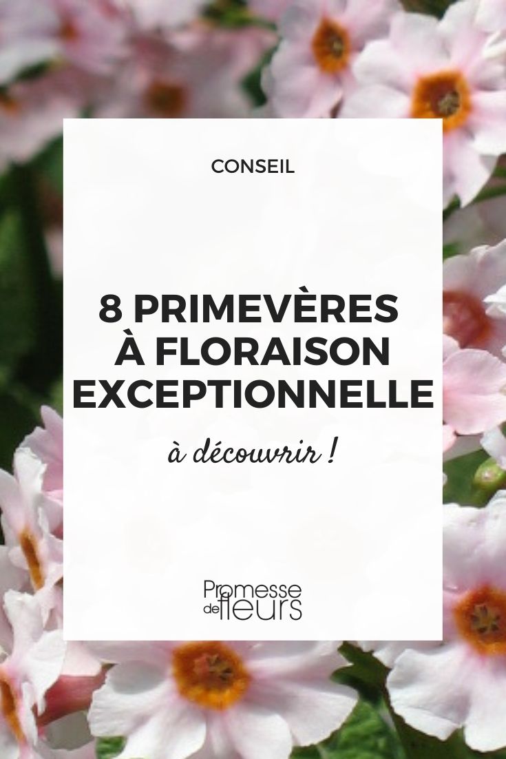 Primula, beautiful flowering