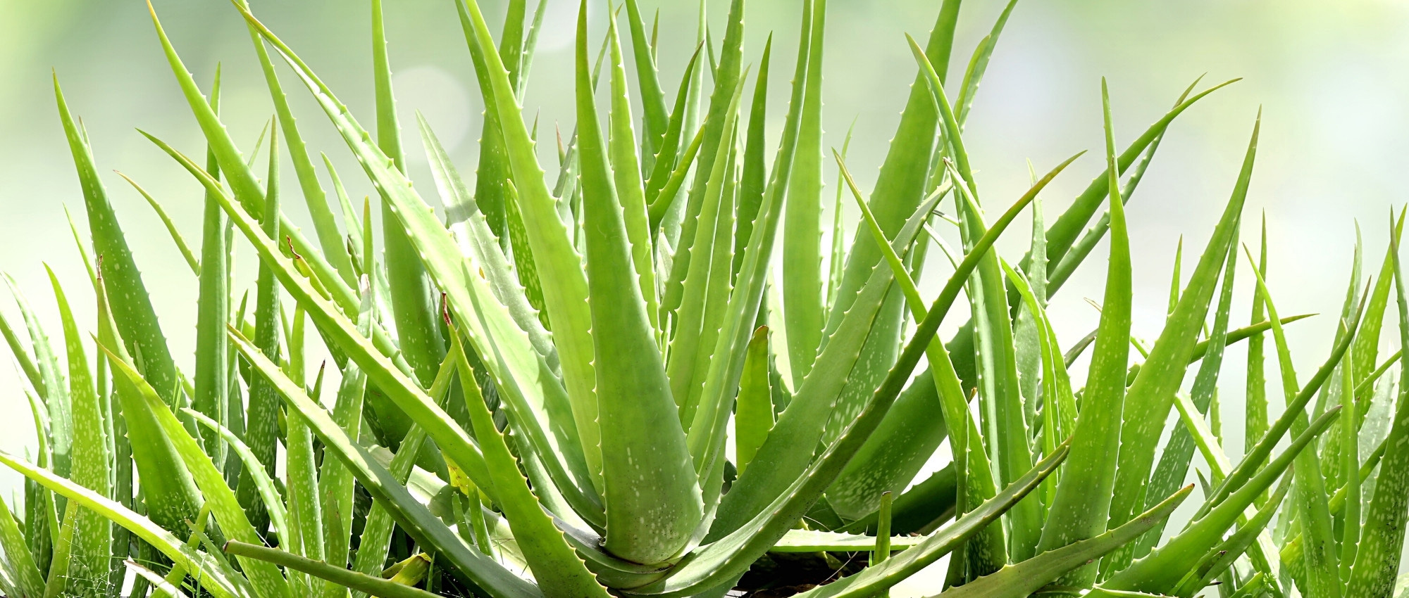 Diseases and pests of Aloe