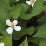 Associate Houttuynia