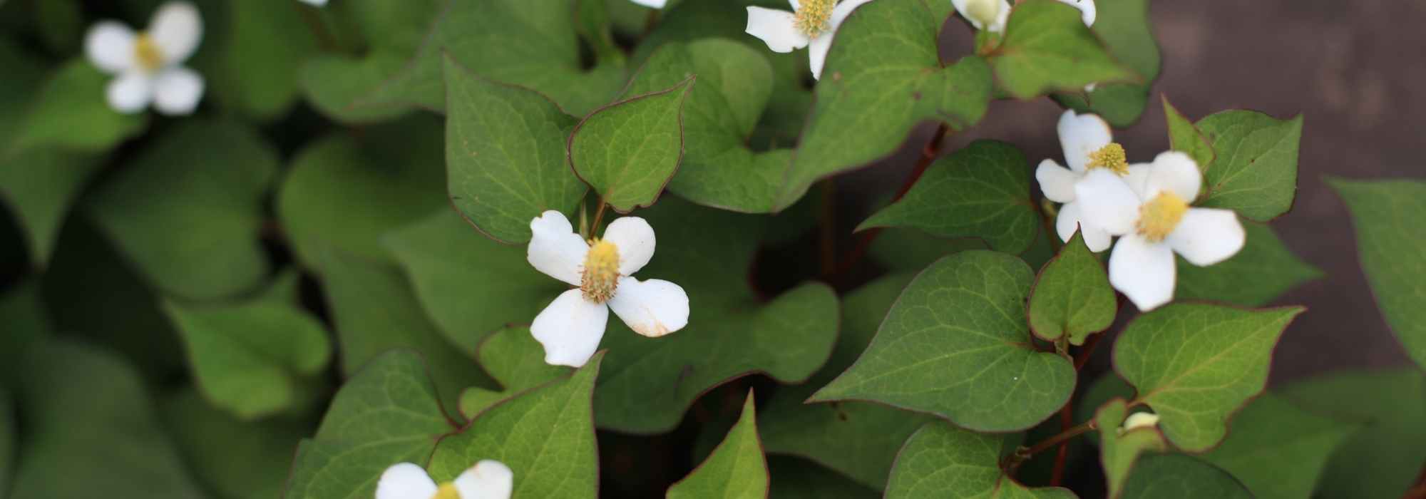 Associating Houttuynia