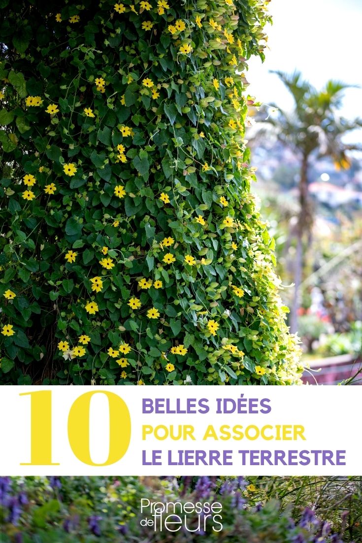 Associate Black-eyed Susan Associate Black-eyed Susan