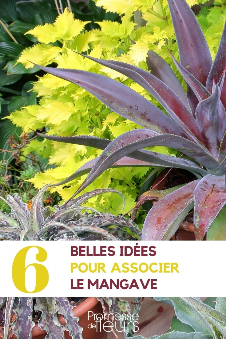 Associate the Mangave