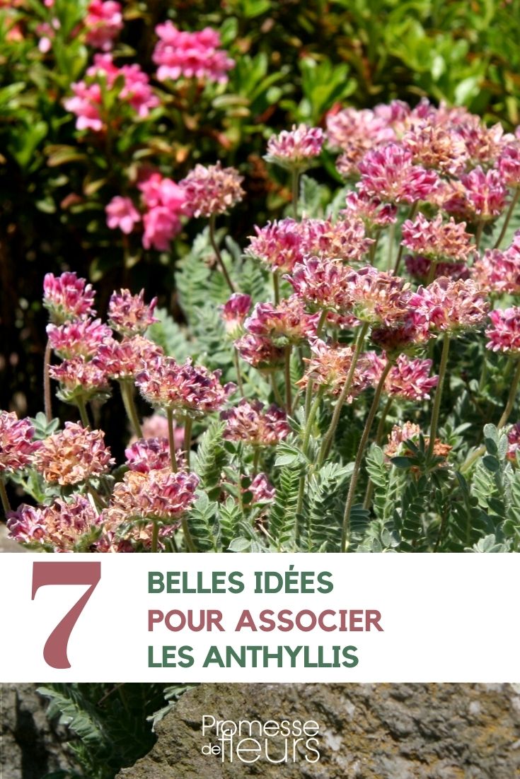 Associate the kidney vetches Associate the kidney vetches