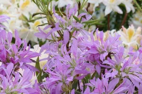 How to Prune an Azalea?