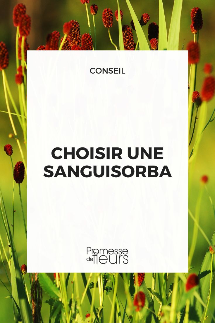 Choose a burnet. criteria for selecting a Sanguisorba