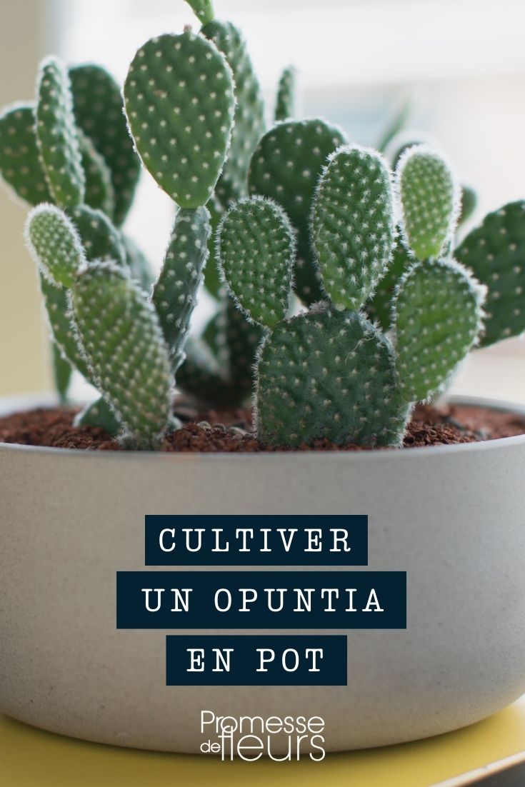 [opuntia pot="cactus pot" bac="trough" jardinière="planter"]