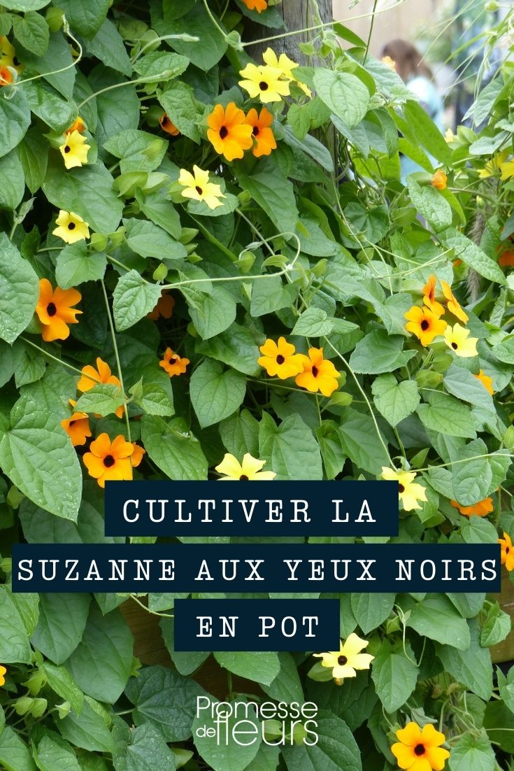 [black-eyed Susan vine] pot [planter] [window box]