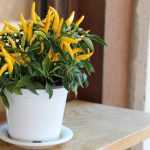 Growing peppers and chillies in pots