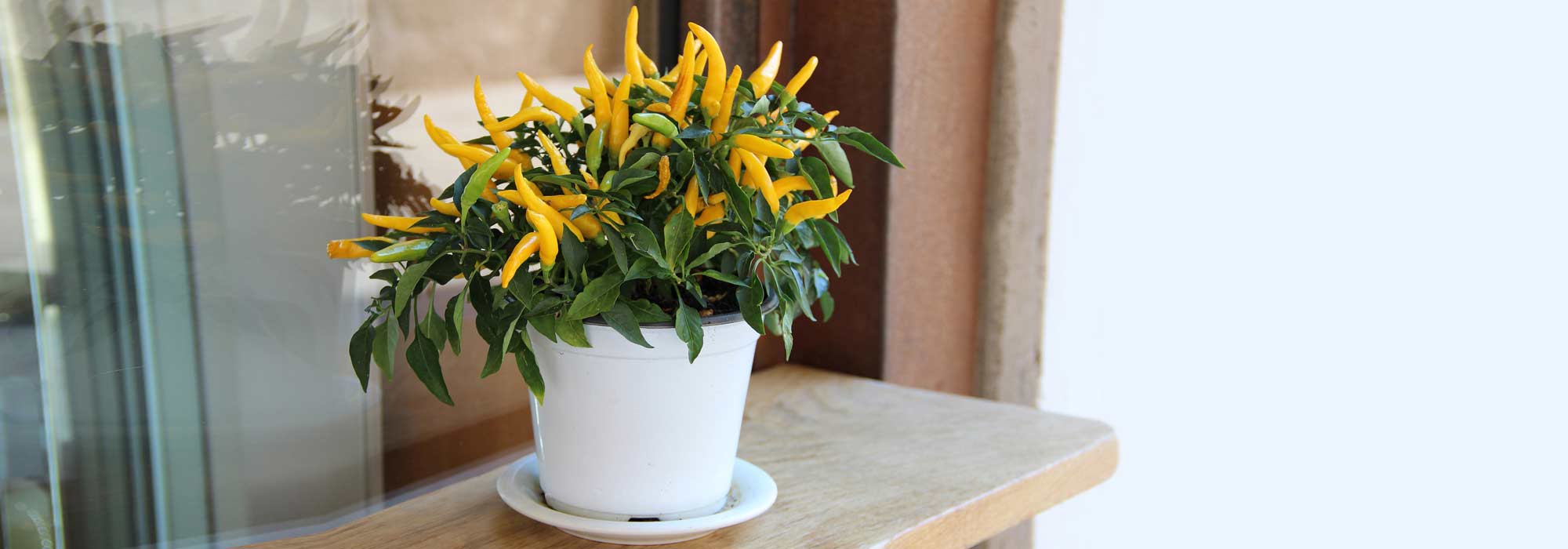 Growing peppers and chillies in pots