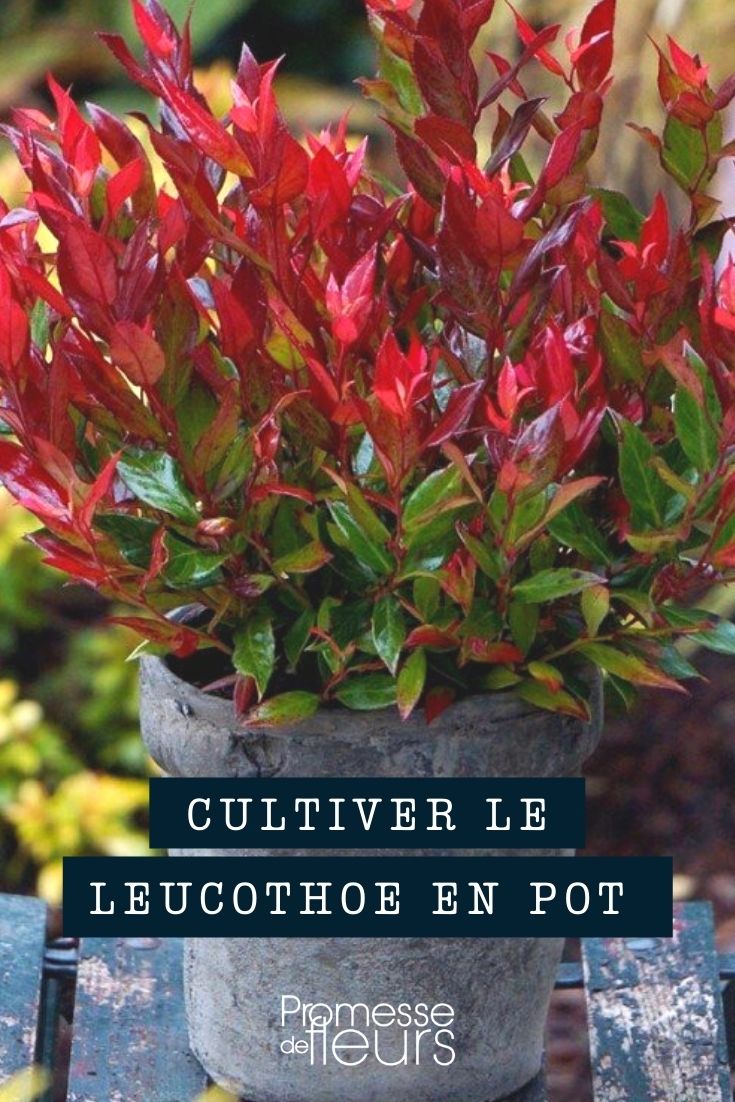 Growing a Leucothoe in a Pot Growing Leucothoe in Pots and Planters