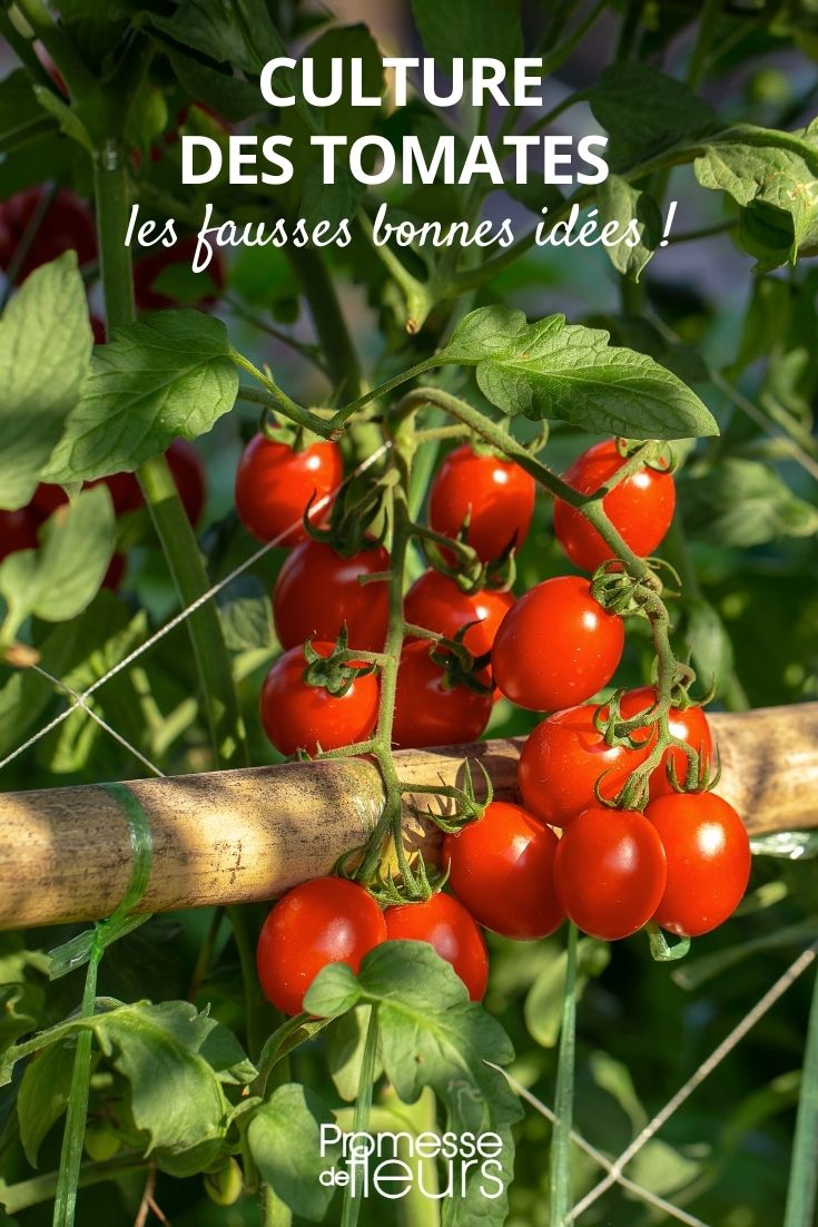 Growing tomatoes: the pitfalls to avoid common misconceptions about growing tomatoes