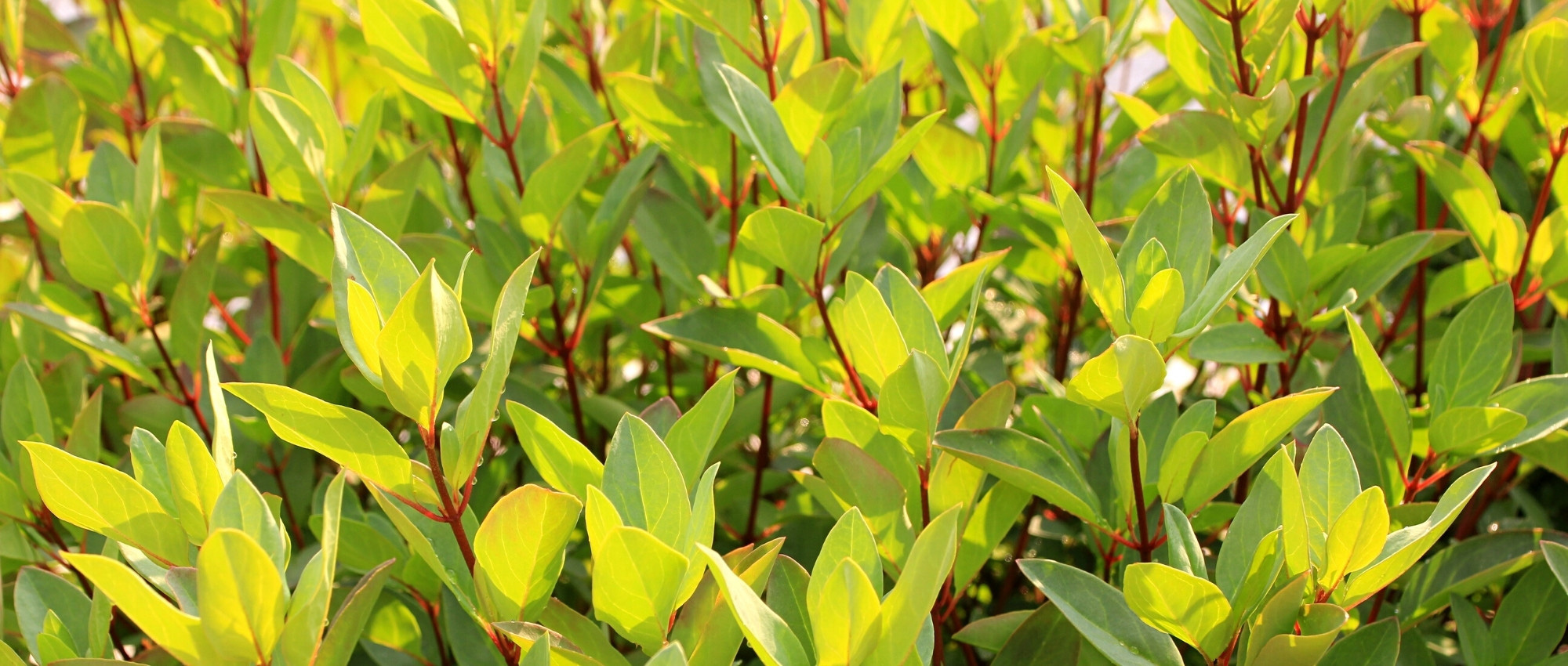 Associate the Drimys