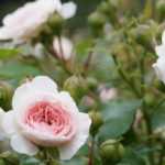 What to put at the base of roses?