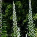 Associate Echium or viper's bugloss