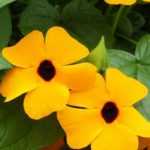 Sow the Black-eyed Susan