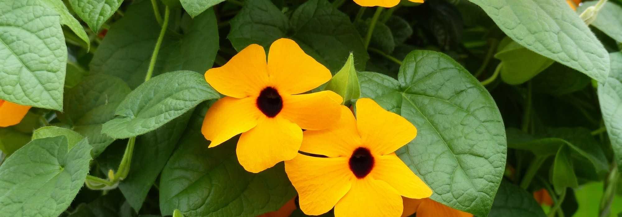 Sow the Black-eyed Susan