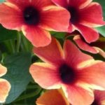 Associate the Black-eyed Susan