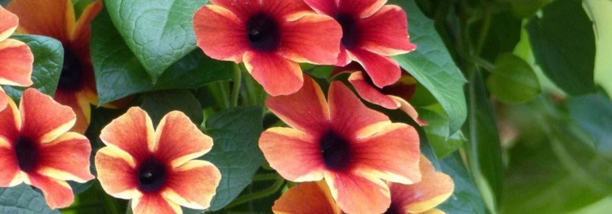 Associate the Black-eyed Susan