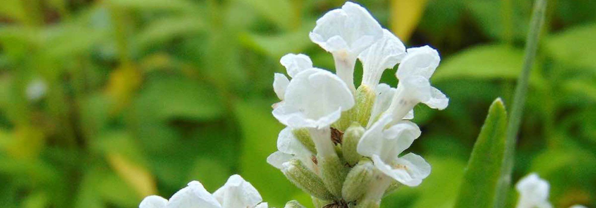Lavender: the most beautiful white varieties