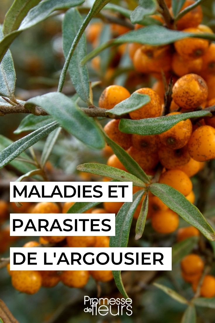 Diseases and Parasites of Sea Buckthorn Diseases and Parasites of Sea Buckthorn