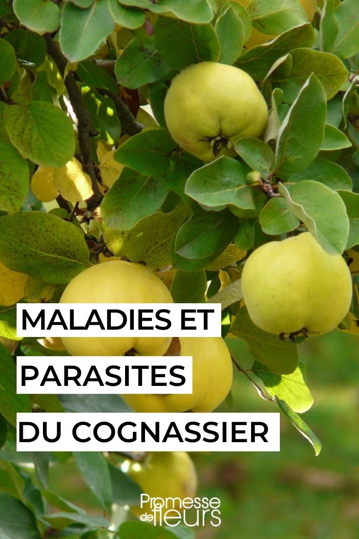 Diseases and Parasites of the Quince Tree