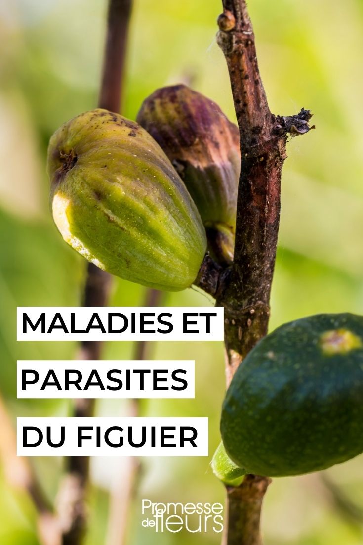 Diseases and Parasites of the Fig Tree Diseases and Parasites of the Fig Tree
