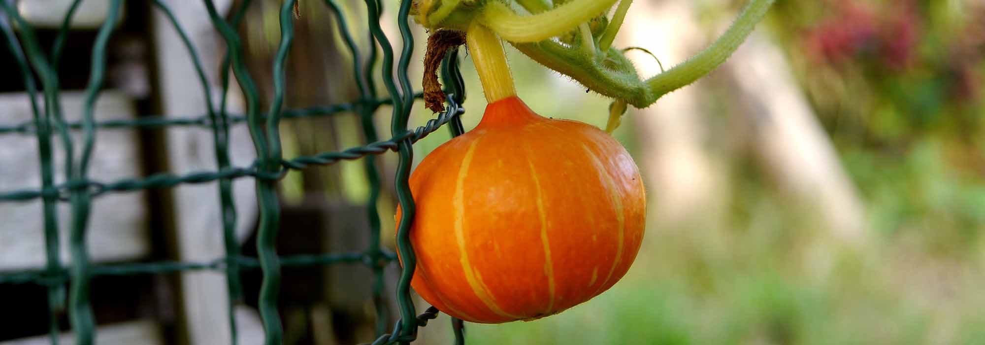 How to trellis squash?