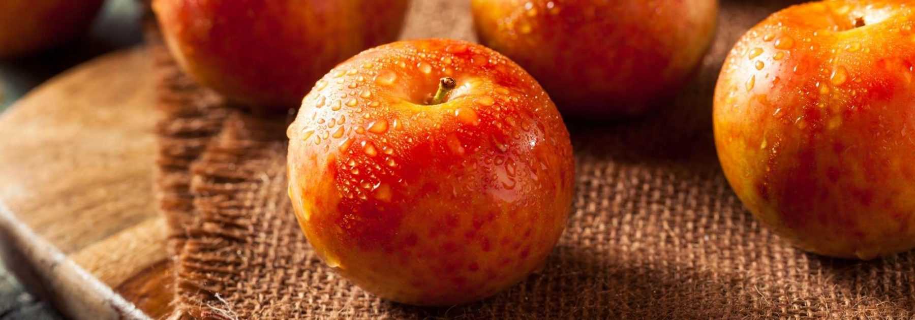 Pluot: Planting, Growing, and Harvest
(Note: The translation maintains the British English spelling and follows the glossary terms provided. The HTML structure is preserved as per instructions. The botanical name "Pluot" remains unchanged as it's a hybrid name.)