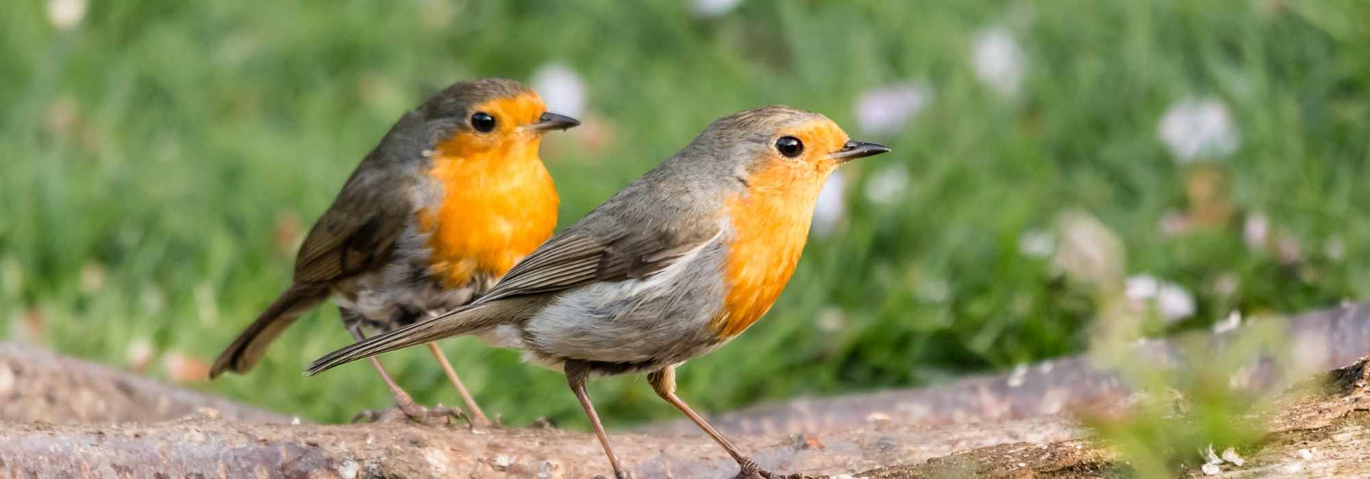 Making Your Garden Welcoming for the Robin