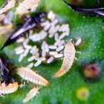 Thrips: Identification and Natural Treatment