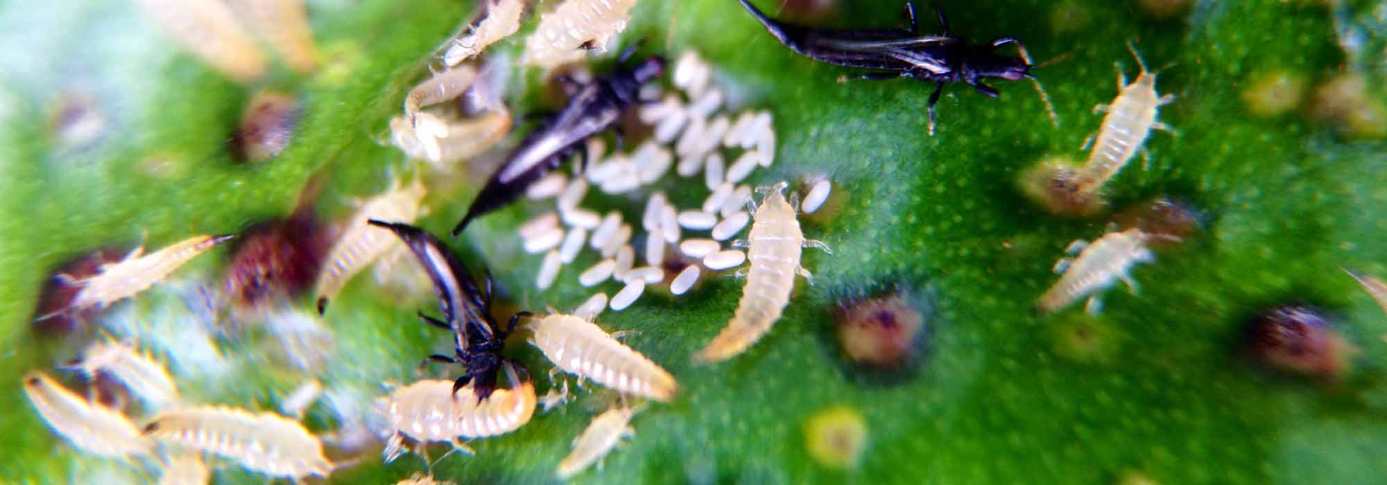 Thrips: Identification and Natural Treatment