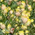 Associate the Anthyllis