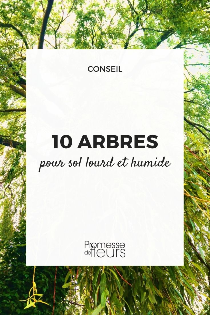 trees for heavy wet soil trees for heavy wet soil