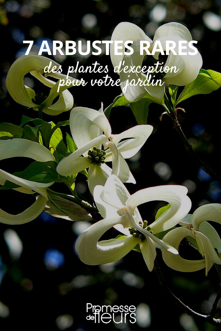 rare bushes rare bushes