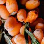 Diseases and Pests of Sea Buckthorn