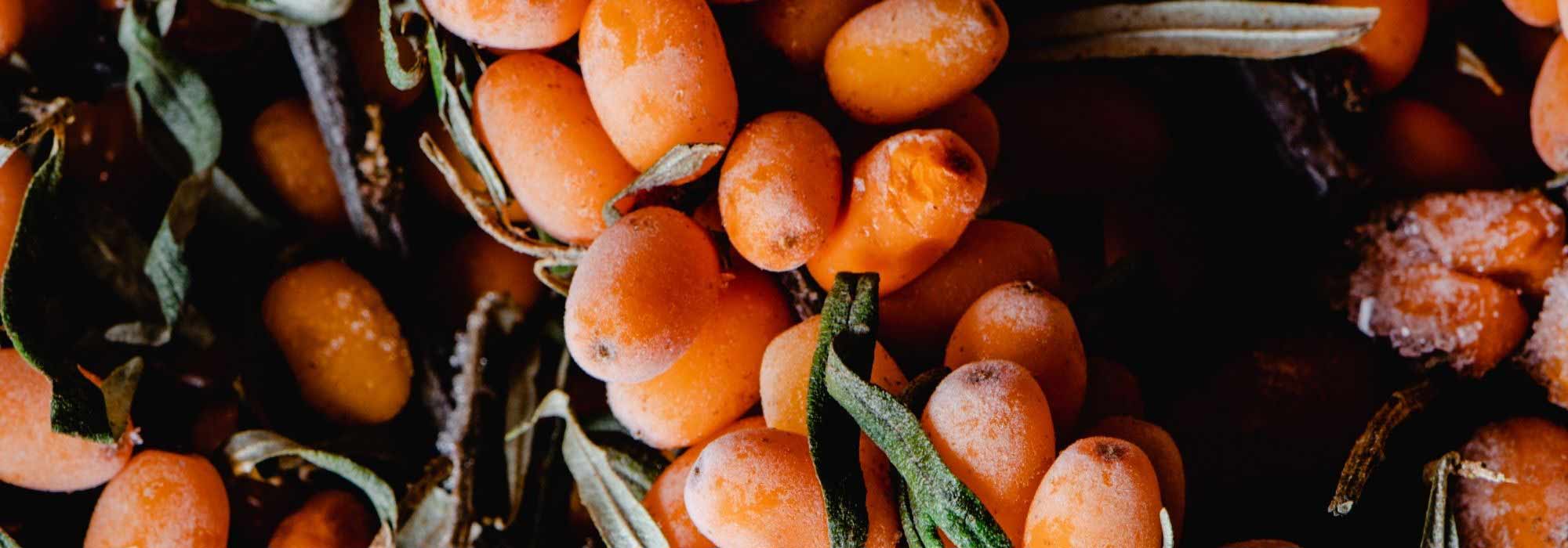 Diseases and Pests of Sea Buckthorn